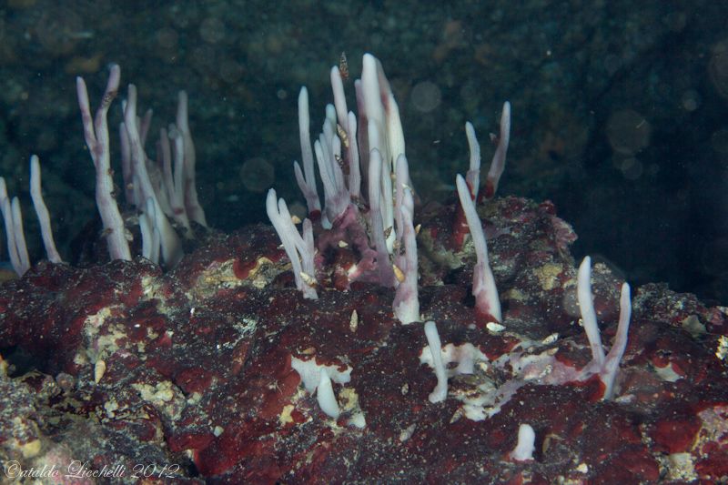 Cfr Halichondria semitubulosa in grotta